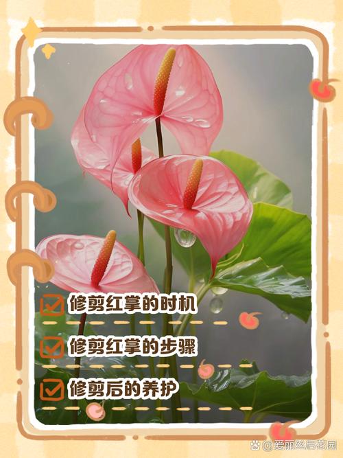 红掌怎么修剪（红掌怎么修剪才能开花）-第3张图片-花花知道网