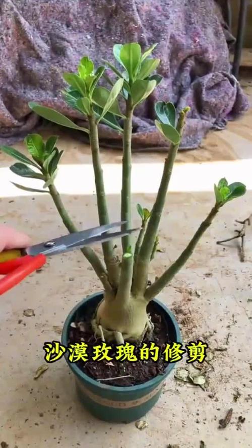沙漠玫瑰修剪造型方法（沙漠玫瑰修剪方法和注意事项）-第2张图片-花花知道网