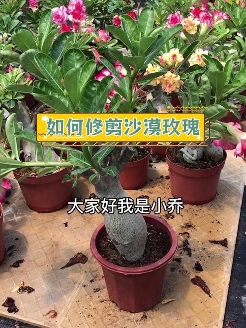 沙漠玫瑰修剪造型方法（沙漠玫瑰修剪方法和注意事项）-第3张图片-花花知道网