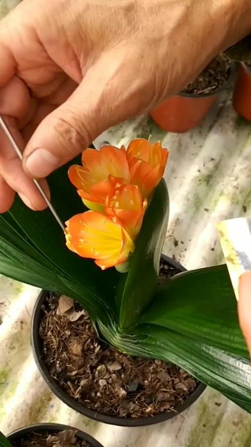 包含君子兰如何授粉的词条-第2张图片-花花知道网 包含君子兰如何授粉的词条-第2张图片-花花知道网