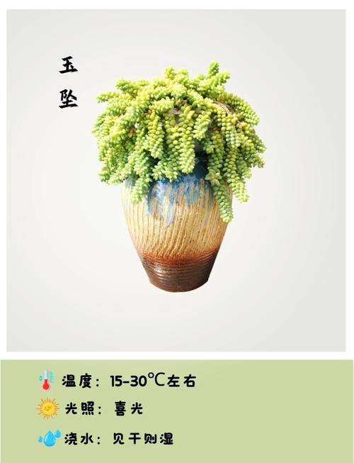 子持白莲怎么爆盆(子持白莲的寓意)-第2张图片-花花知道网 子持白莲怎么爆盆(子持白莲的寓意)-第2张图片-花花知道网