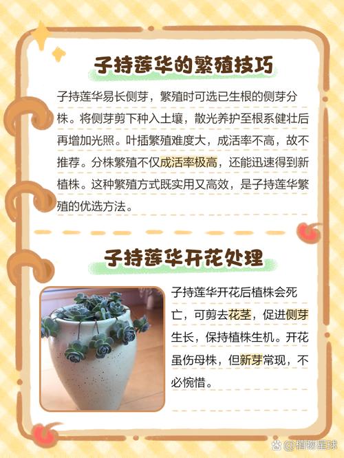 子持白莲怎么爆盆(子持白莲的寓意)-第4张图片-花花知道网 子持白莲怎么爆盆(子持白莲的寓意)-第4张图片-花花知道网