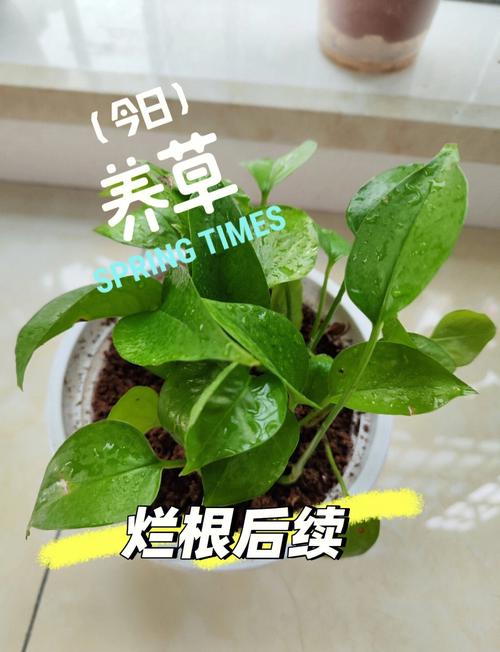 晚秋绿萝剪了还能长吗（绿箩秋天可以扦插吗）-第3张图片-花花知道网