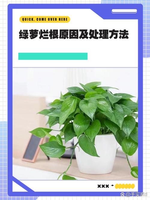 晚秋绿萝剪了还能长吗（绿箩秋天可以扦插吗）-第4张图片-花花知道网
