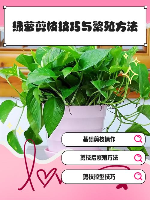 晚秋绿萝剪了还能长吗（绿箩秋天可以扦插吗）-第5张图片-花花知道网