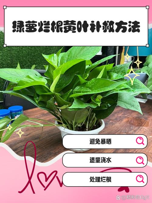 晚秋绿萝剪了还能长吗（绿箩秋天可以扦插吗）-第6张图片-花花知道网