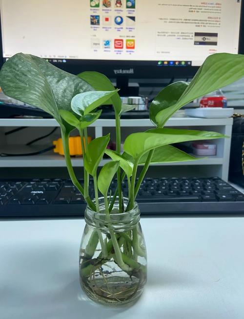 夏天绿萝怎么分盆种（绿萝夏季怎么浇水）-第1张图片-花花知道网