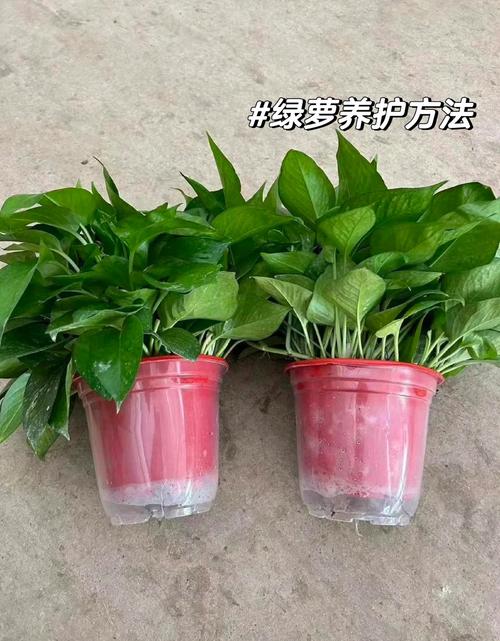 夏天绿萝怎么分盆种（绿萝夏季怎么浇水）-第6张图片-花花知道网