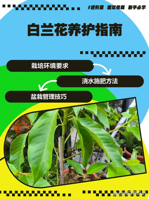 白兰花怎么换盆（白兰花怎么换盆视频）-第1张图片-花花知道网