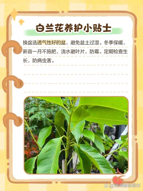 白兰花怎么换盆（白兰花怎么换盆视频）-第3张图片-花花知道网