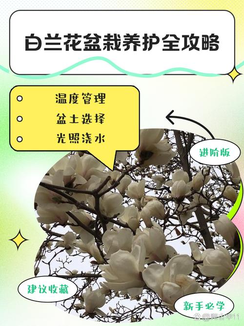白兰花怎么换盆（白兰花怎么换盆视频）-第4张图片-花花知道网