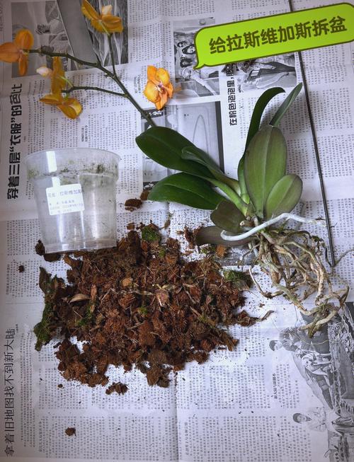 白兰花怎么换盆（白兰花怎么换盆视频）-第6张图片-花花知道网