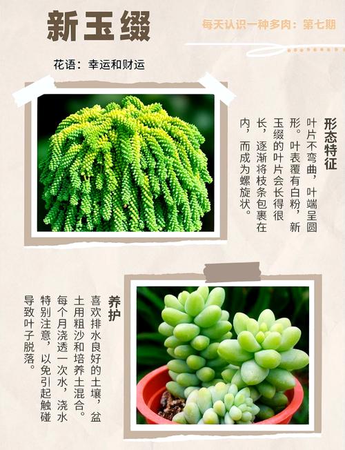 新玉缀怎么浇水（新玉缀浇水方法）-第2张图片-花花知道网