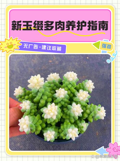 新玉缀怎么浇水（新玉缀浇水方法）-第4张图片-花花知道网