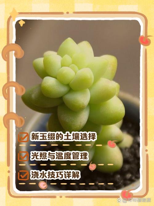 新玉缀怎么浇水（新玉缀浇水方法）-第5张图片-花花知道网