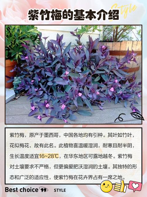 紫竹梅怎么摘心（紫竹梅怎么栽）-第1张图片-花花知道网