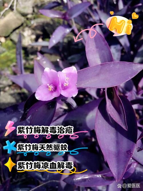 紫竹梅怎么摘心（紫竹梅怎么栽）-第4张图片-花花知道网