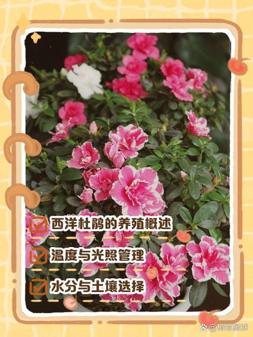 西洋杜鹃的繁殖方式（西洋杜鹃的繁殖方式是什么）-第2张图片-花花知道网