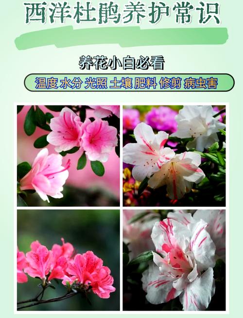 西洋杜鹃的繁殖方式（西洋杜鹃的繁殖方式是什么）-第3张图片-花花知道网