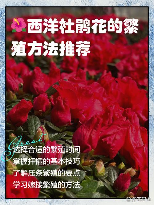 西洋杜鹃的繁殖方式（西洋杜鹃的繁殖方式是什么）-第4张图片-花花知道网