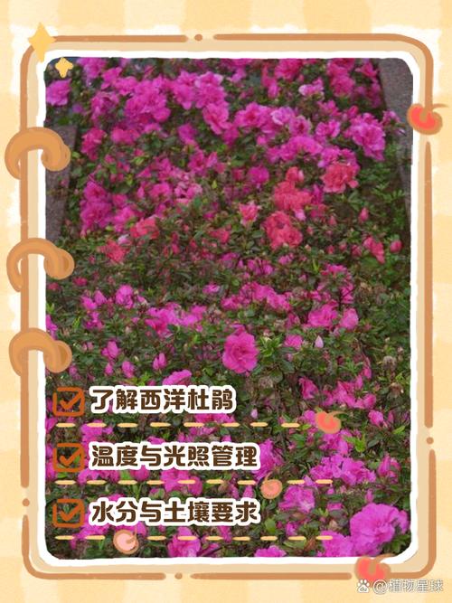 西洋杜鹃的繁殖方式（西洋杜鹃的繁殖方式是什么）-第5张图片-花花知道网