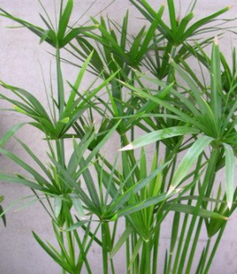 伞莎草怎么养（旱伞草的根）-第2张图片-花花知道网