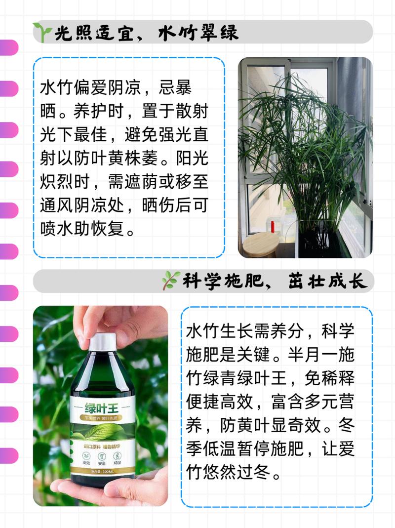 伞莎草怎么养（旱伞草的根）-第4张图片-花花知道网