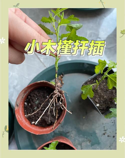 扶桑的水培扦插方法（扶桑的水培扦插方法图解）-第1张图片-花花知道网