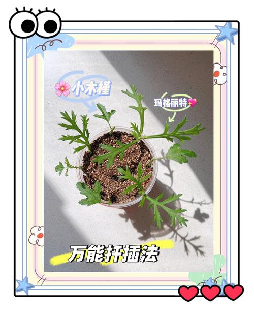 扶桑的水培扦插方法（扶桑的水培扦插方法图解）-第4张图片-花花知道网