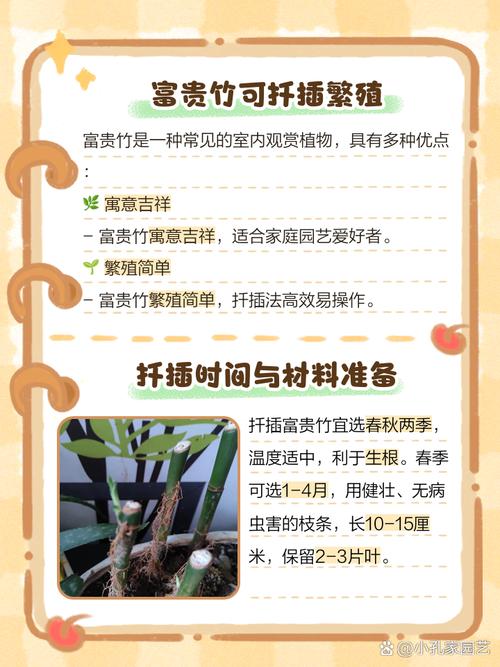 富贵竹怎么扦插（富贵竹怎么扦插用怎么才生给根快步生病）-第1张图片-花花知道网