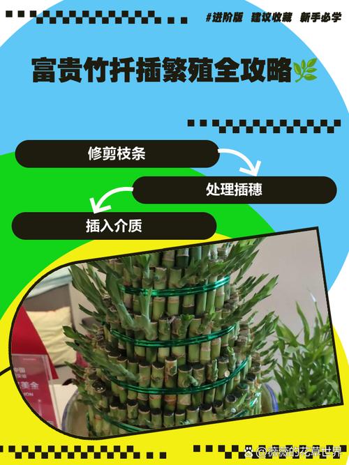 富贵竹怎么扦插（富贵竹怎么扦插用怎么才生给根快步生病）-第3张图片-花花知道网
