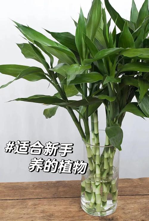 富贵竹怎么水养才旺盛（富贵竹怎么水养才旺盛视频）-第5张图片-花花知道网