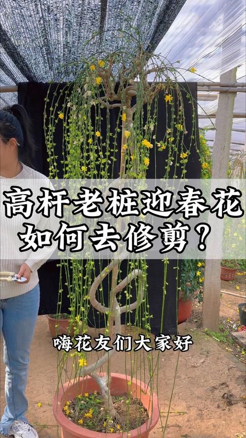 迎春花怎么修剪（迎春花怎么修剪成一棵树）-第1张图片-花花知道网