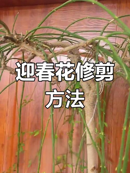 迎春花怎么修剪（迎春花怎么修剪成一棵树）-第4张图片-花花知道网