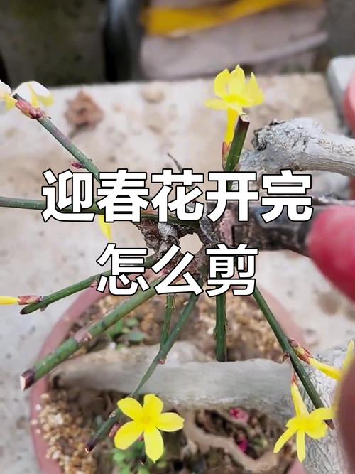 迎春花怎么修剪（迎春花怎么修剪成一棵树）-第5张图片-花花知道网