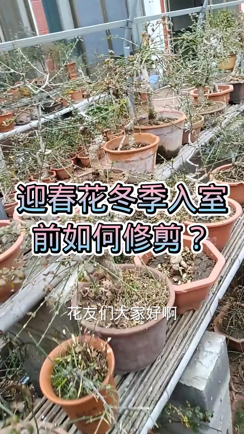 迎春花怎么修剪（迎春花怎么修剪成一棵树）-第7张图片-花花知道网