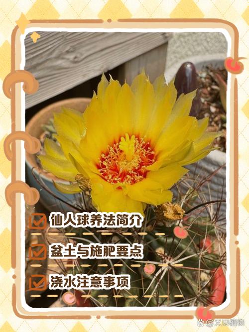 仙人球怎么养（仙人球怎么养才会开花）-第1张图片-花花知道网