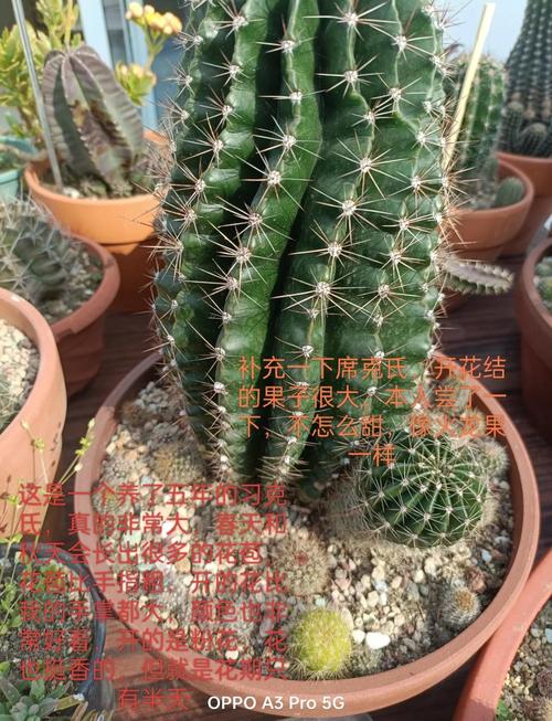 仙人球怎么养（仙人球怎么养才会开花）-第2张图片-花花知道网
