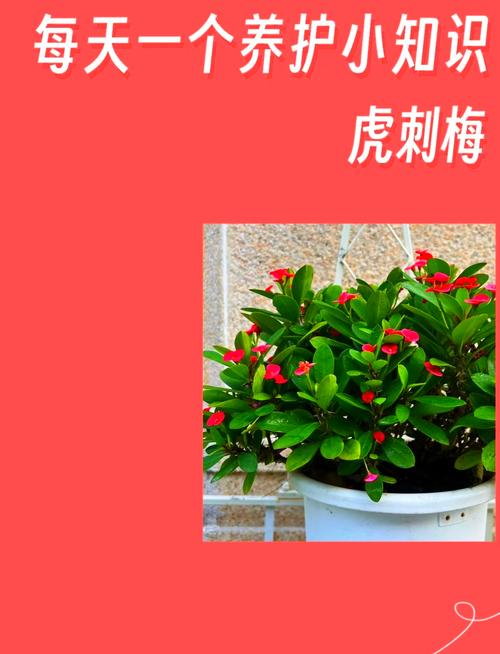 刚买回家的花应该怎么养（刚买来的花怎么处理）-第4张图片-花花知道网