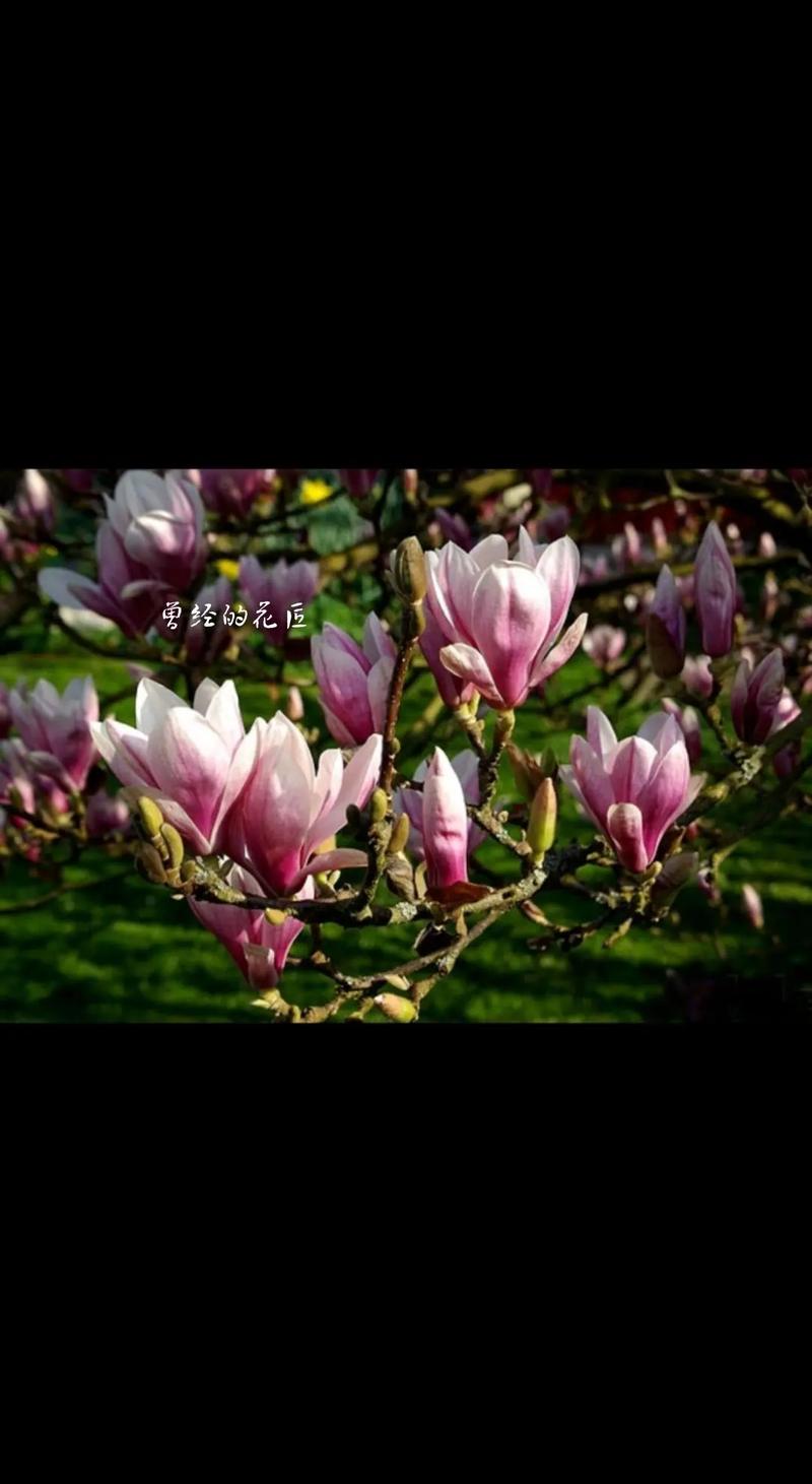 包含如何使二乔木兰在圣诞开花的词条-第5张图片-花花知道网