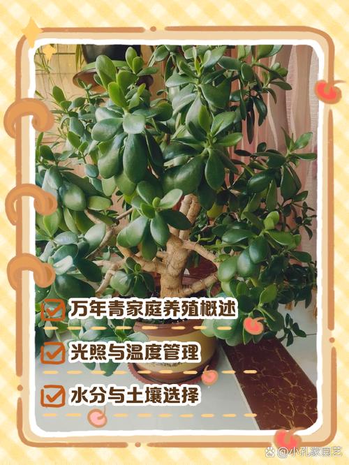 万年青怎么播种（万年青怎样种）-第2张图片-花花知道网