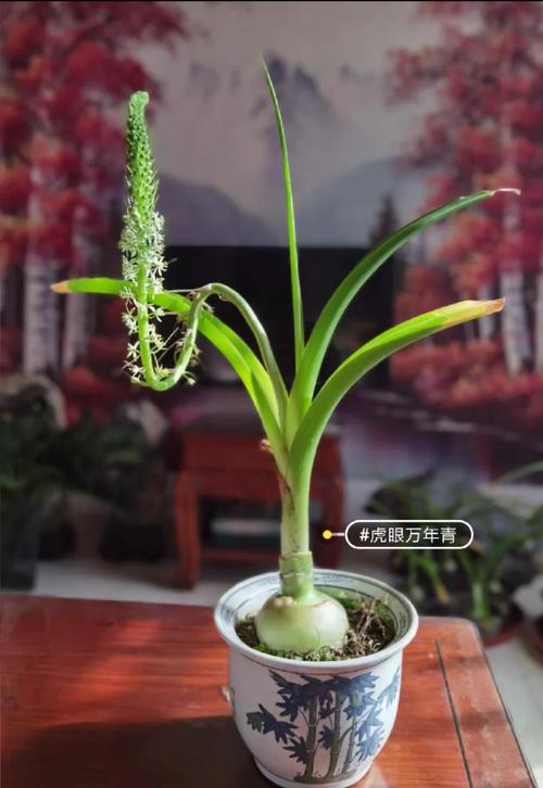 万年青怎么播种（万年青怎样种）-第4张图片-花花知道网