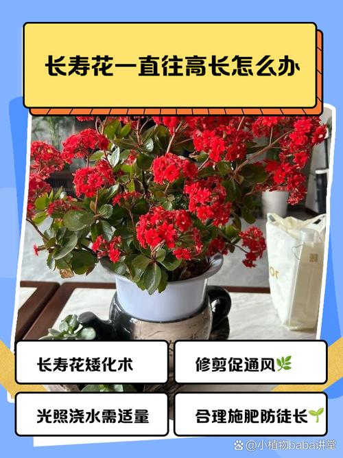 长寿花长太高怎么办（长寿花过高怎么修剪）-第1张图片-花花知道网