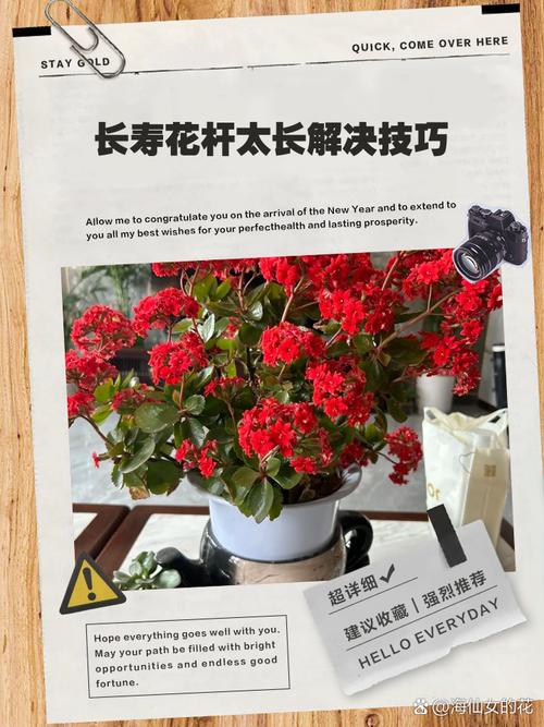 长寿花长太高怎么办（长寿花过高怎么修剪）-第4张图片-花花知道网