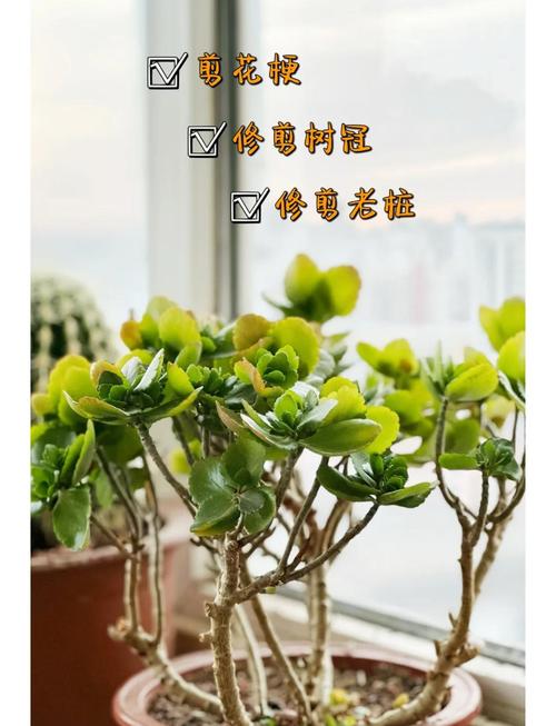 长寿花长太高怎么办（长寿花过高怎么修剪）-第7张图片-花花知道网