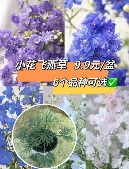 飞燕草如何施肥（飞燕草用什么土）-第6张图片-花花知道网