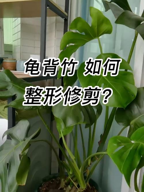龟背竹的绑扎技巧（龟背竹怎么捆扎定型）-第1张图片-花花知道网