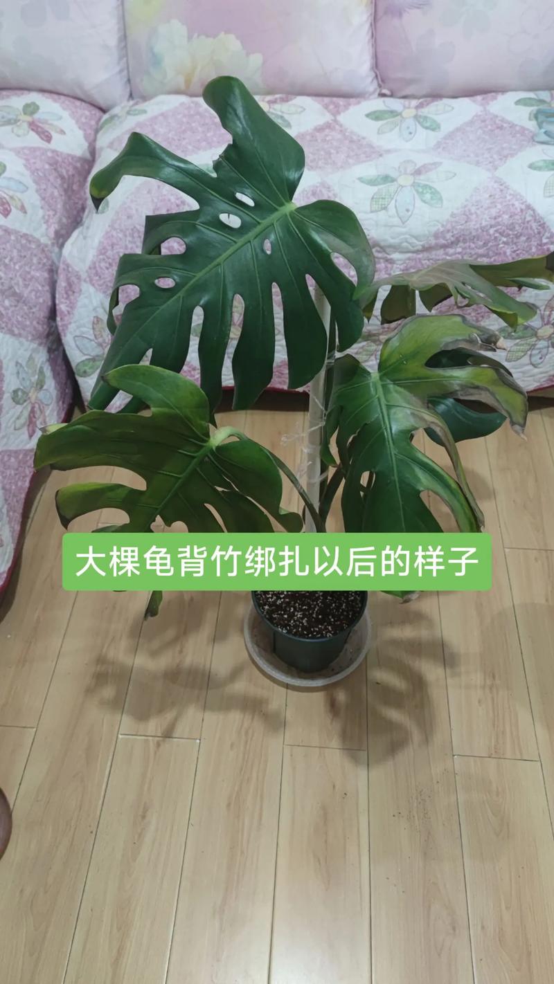 龟背竹的绑扎技巧（龟背竹怎么捆扎定型）-第2张图片-花花知道网