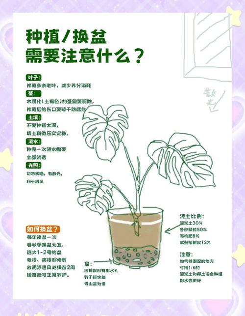 龟背竹的绑扎技巧（龟背竹怎么捆扎定型）-第3张图片-花花知道网