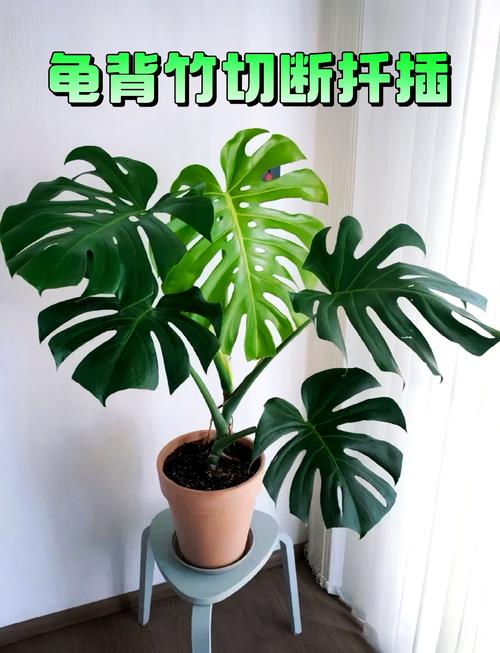 龟背竹的绑扎技巧（龟背竹怎么捆扎定型）-第4张图片-花花知道网